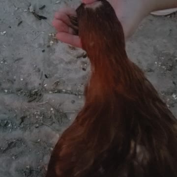 Karol the new member to the gang.