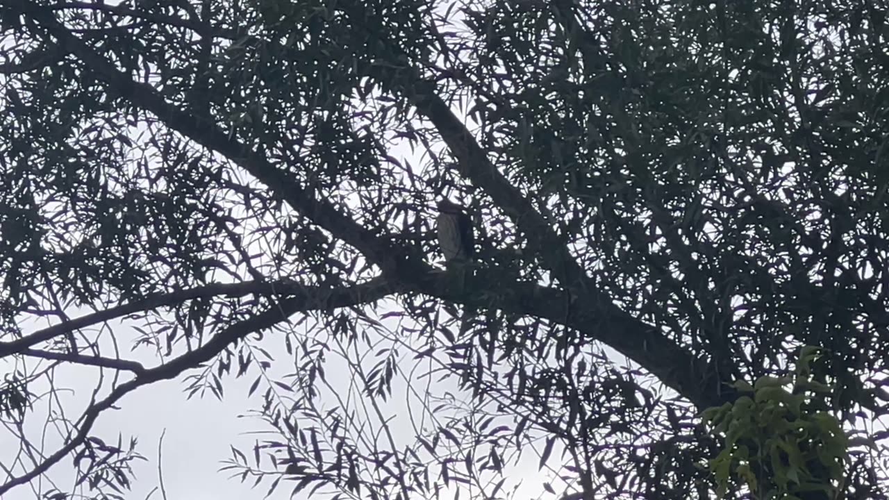 Juvenile red tailed Hawk