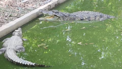 Crocodile at zoo