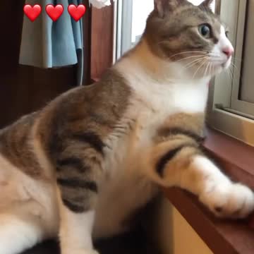 Neighbors voyeur cat