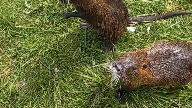 Funny animals by the river