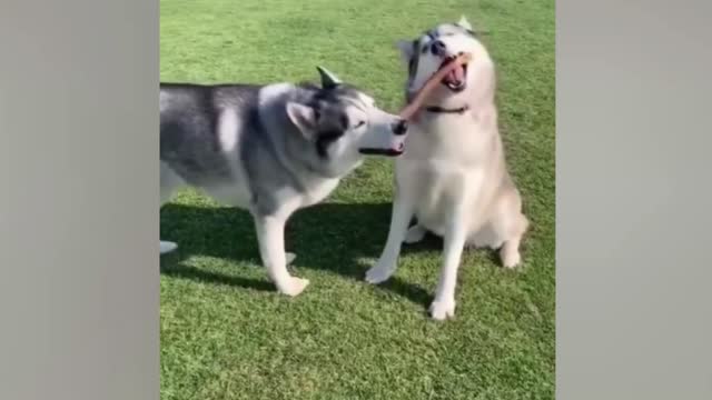 Funny Dogs And Cats - Try Not To Laugh Animals#05