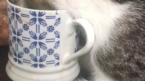 Cat drinking tea