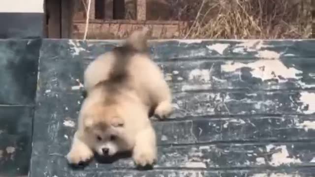 happy every day pet funny happy