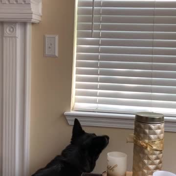 Hilarious Dogs Discover Their First Fly