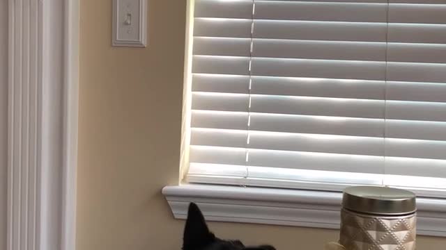 Hilarious Dogs Discover Their First Fly