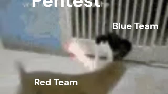 Cat Dog Pentest