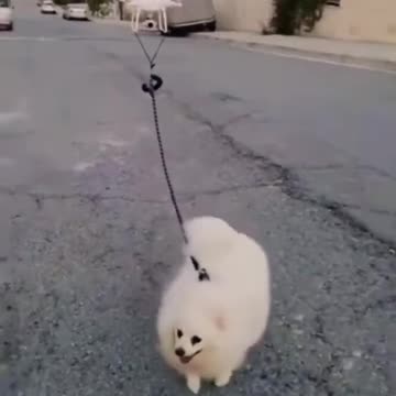 A man walking his dog with a drone #shorts