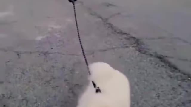 A man walking his dog with a drone #shorts