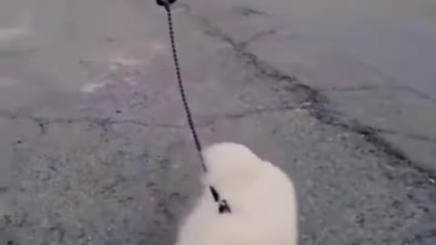 A man walking his dog with a drone #shorts
