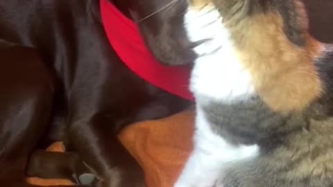 Dogs & Cats close and loving
