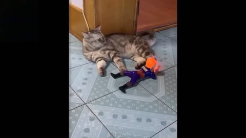 Funny Cat Video | Cat playing with Toy.