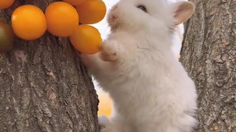 The sound of the little bunny eating is so soothing, isn't it?