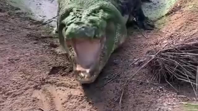 Giant Aligator