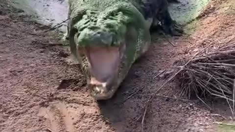 Giant Aligator