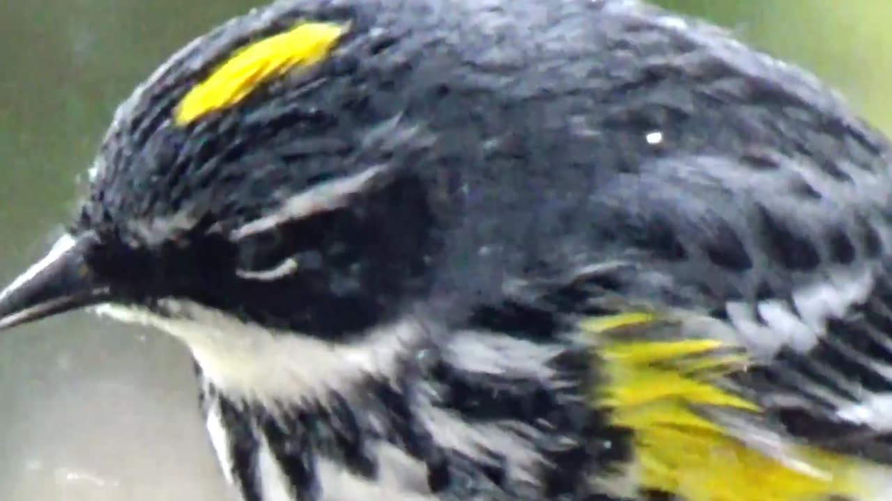 Yellow-rumped warbler