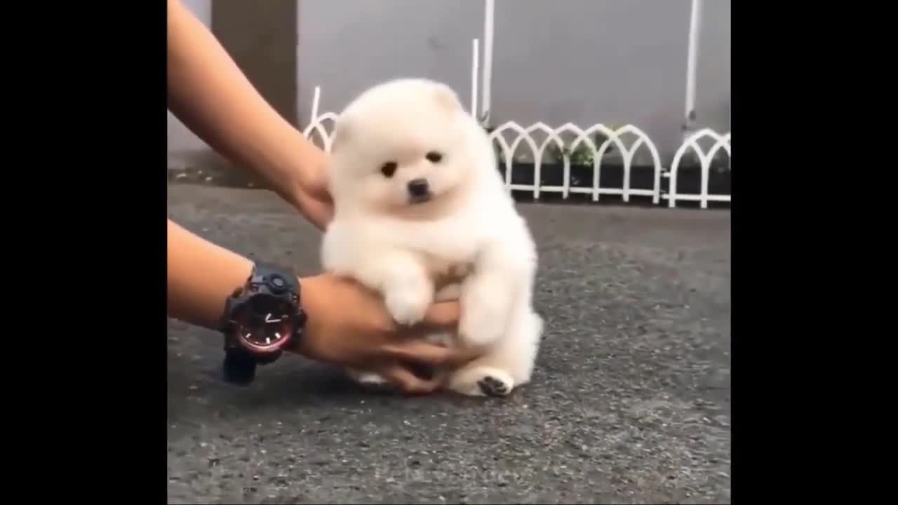 2021|Pets Funny Videos |Its haha time