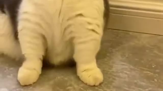 Funny cat Funny pet videos