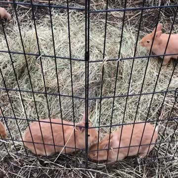 Bunnies loose in playpen
