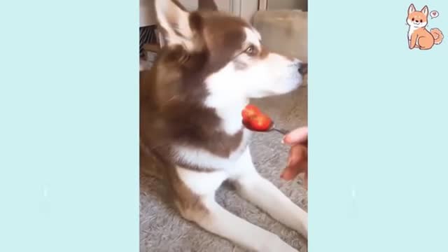 😍 Cute Funny and Smart Dogs Compilation Cute V