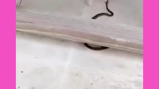 CAT fights with SNAKE