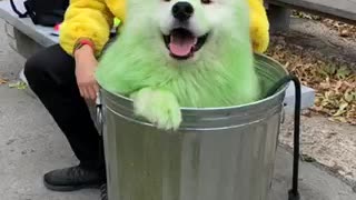 Samoyed dresses as Oscar the Grouch for Halloween