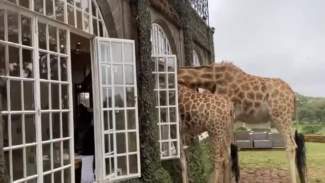 Giraffe Manor, Nairobi Kenya