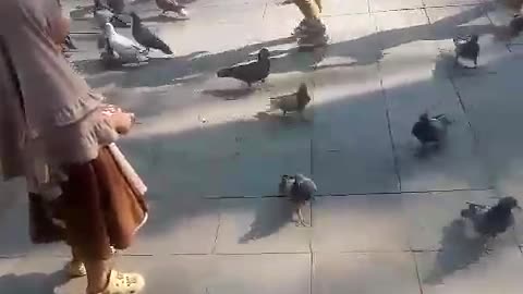 Feed the pigeons