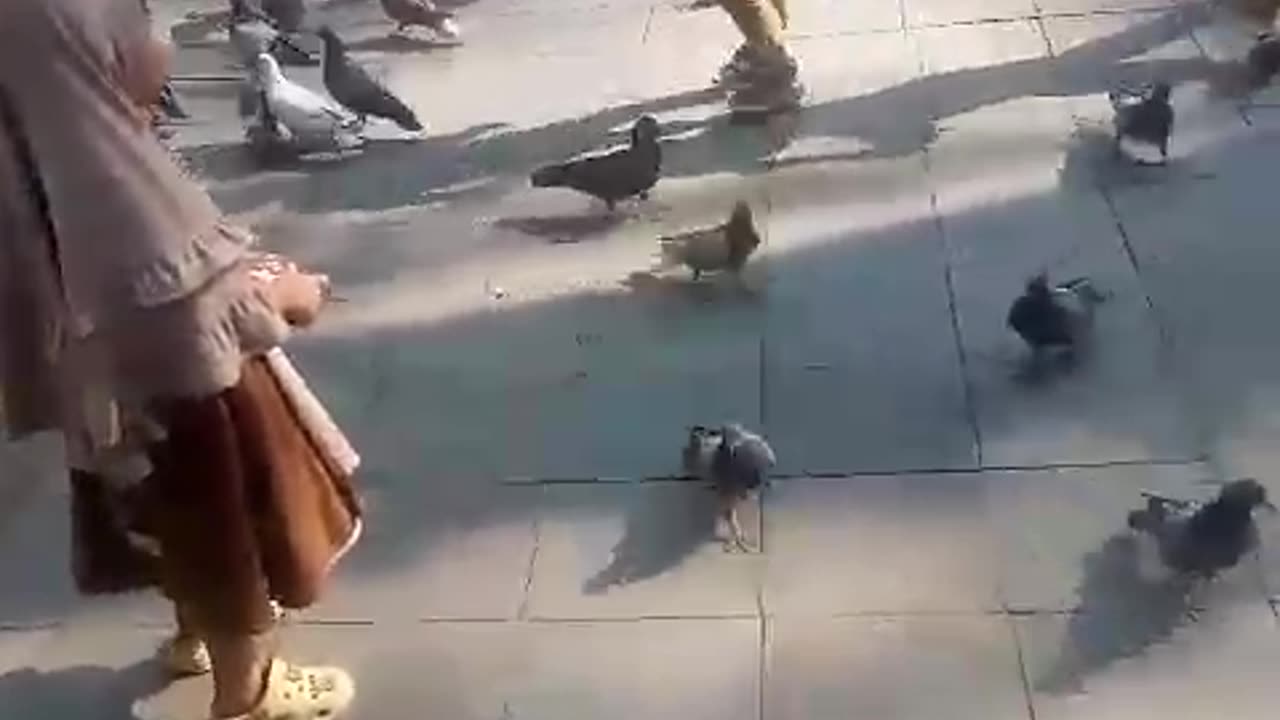 Feed the pigeons