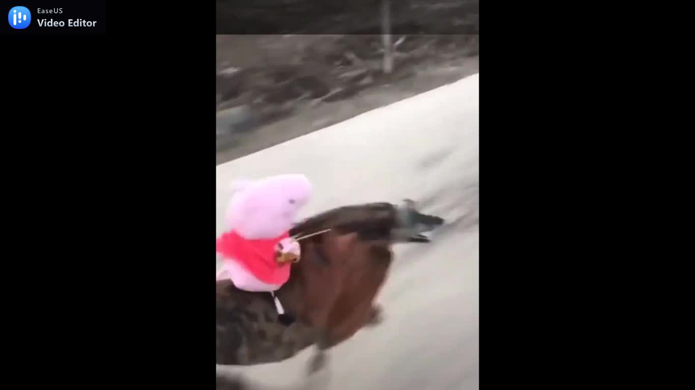 Dog run so fast with a rat rider.mp4