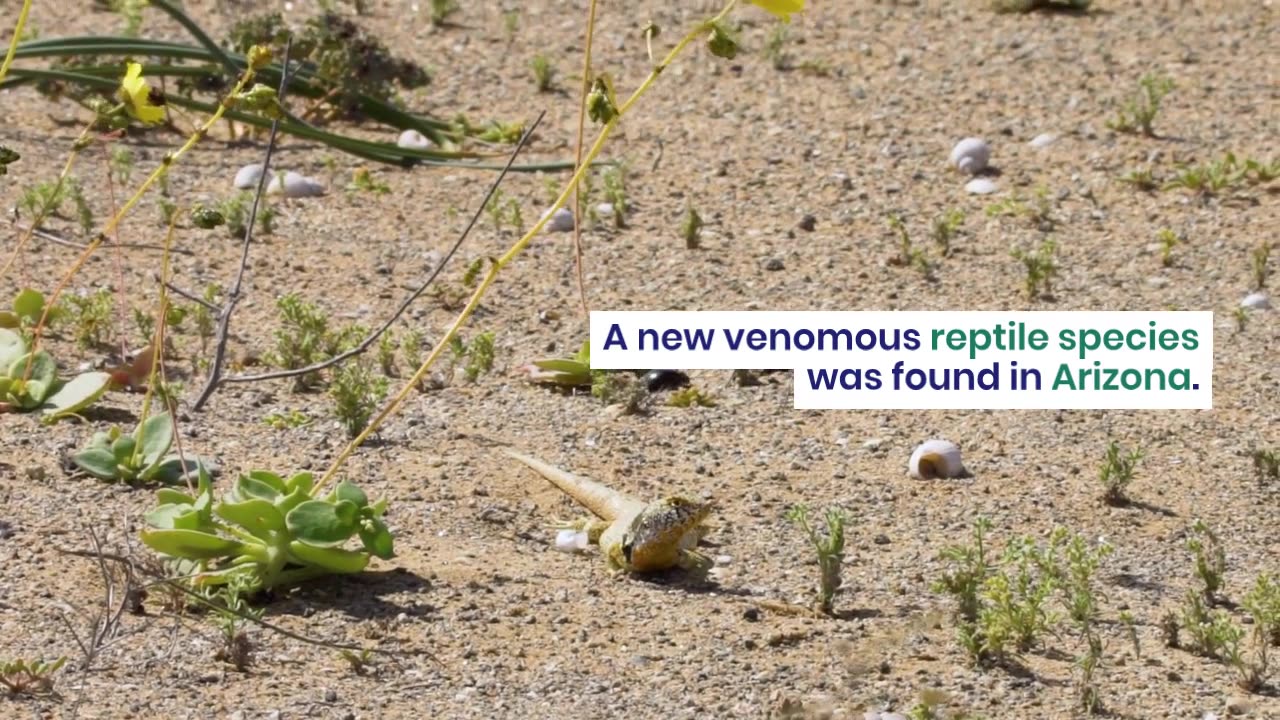 Historic Discovery: Ancient Venomous Reptile Species Discovered in Arizona