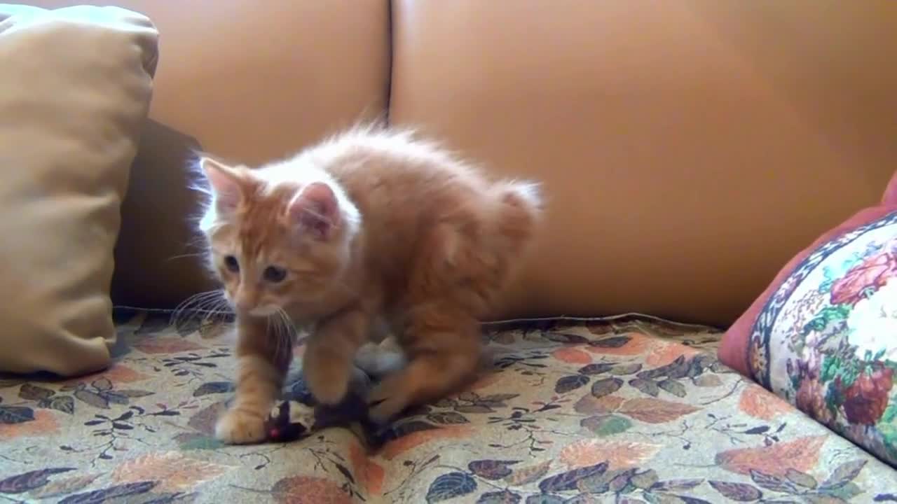 Little KItten Playing with Mouse Toy.