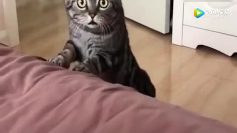 The owner just made a meowing sound, and it turned out that the pet cat became like this