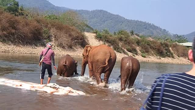 The happy strain of the baby elephant when he saw his mother