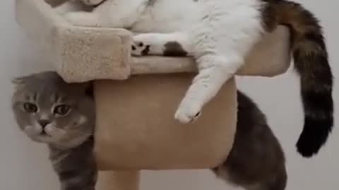 Try not to laugh funny 😹 animals #shorts