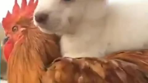 Cão e galo