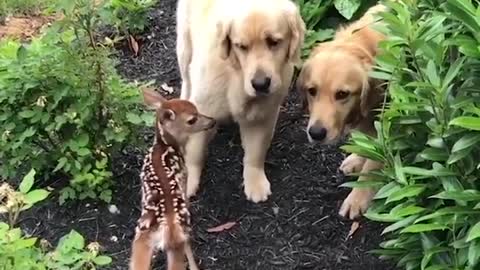 Funniest & cutest labrador puppies
