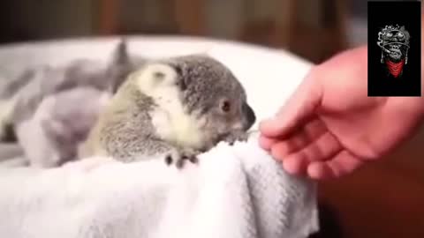 Coala eating