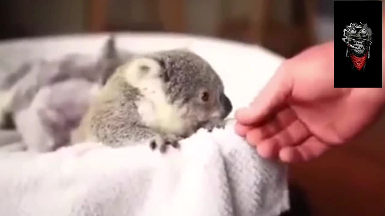 Coala eating