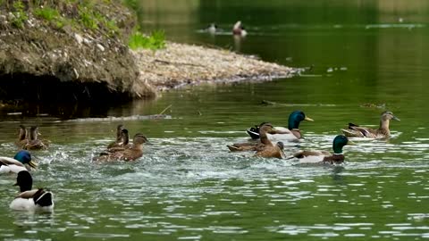 mallards in my countryside