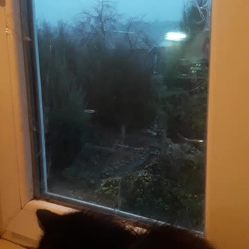 Cat and the window