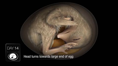 Chicken development inside egg