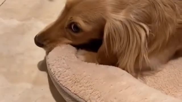 dog funny #shorts 2022🐕