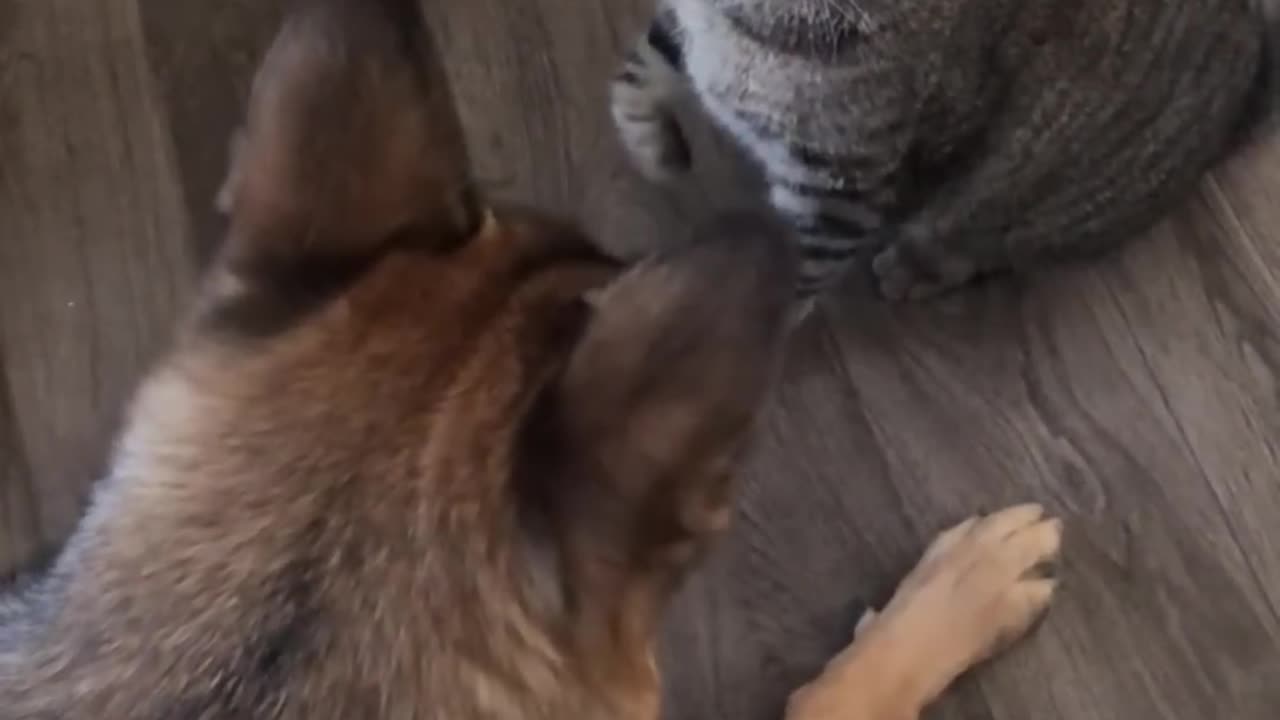 Funny Cat Dog Fight