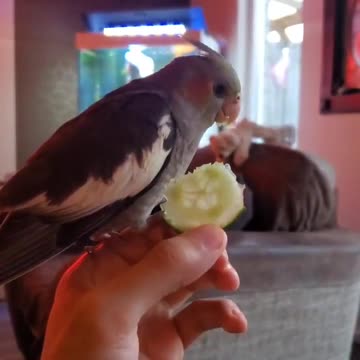 Cocktail bird eats cucumber in a very wonderful way