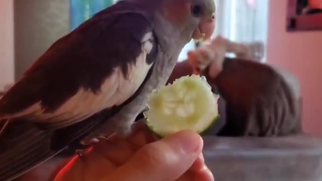 Cocktail bird eats cucumber in a very wonderful way
