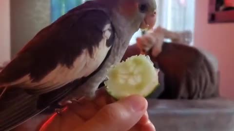 Cocktail bird eats cucumber in a very wonderful way