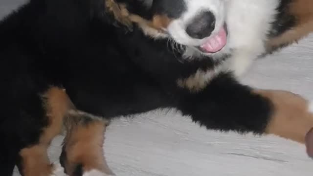 Bernese puppy 3 months old