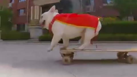 Skatedog 22