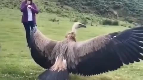 The eagle wings